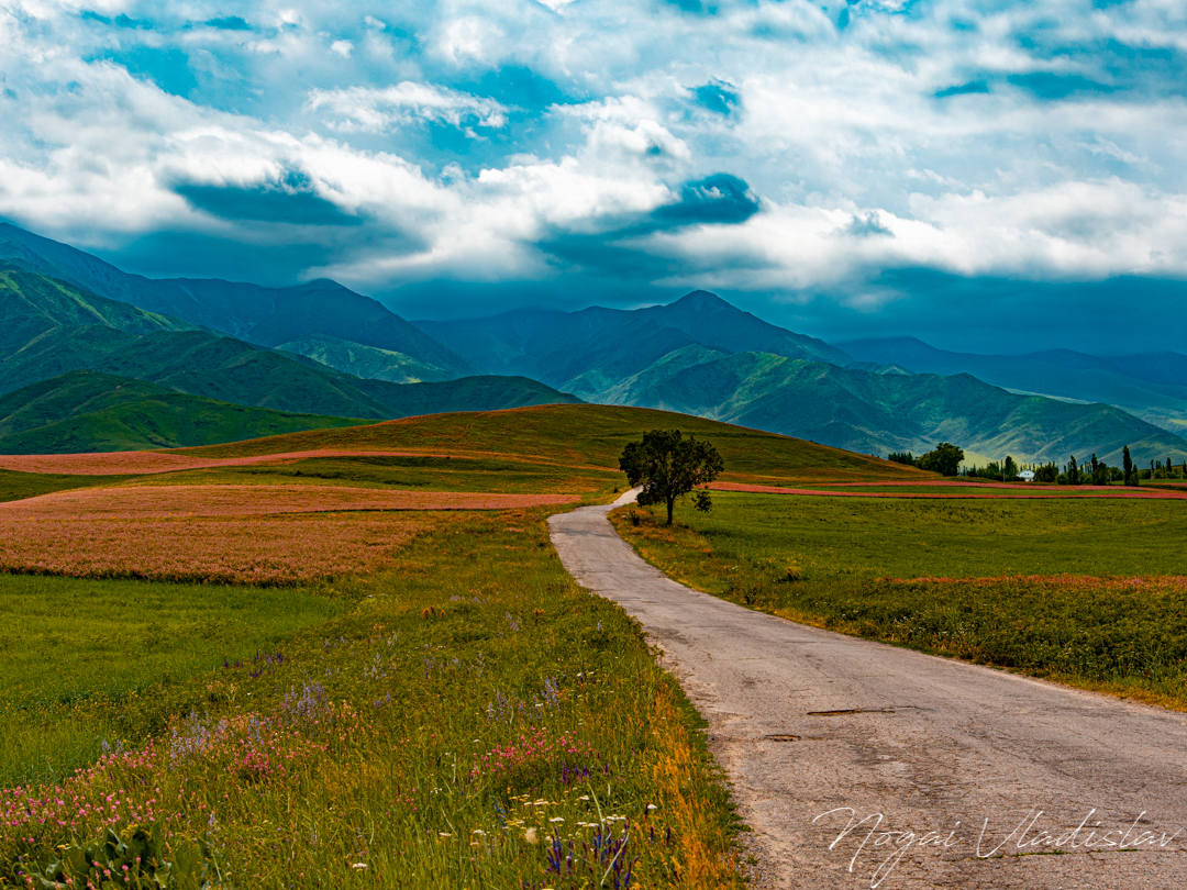 Степная дорога